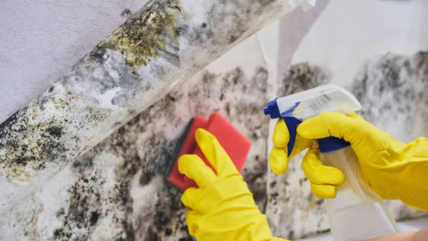 Trusted Hanover, MN Mold Remediation Experts